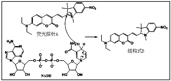 Fluorescent probe for detecting reduced nicotinamide adenine dinucleotide and phosphate ester of reduced nicotinamide adenine dinucleotide and preparation method and application of fluorescent probe