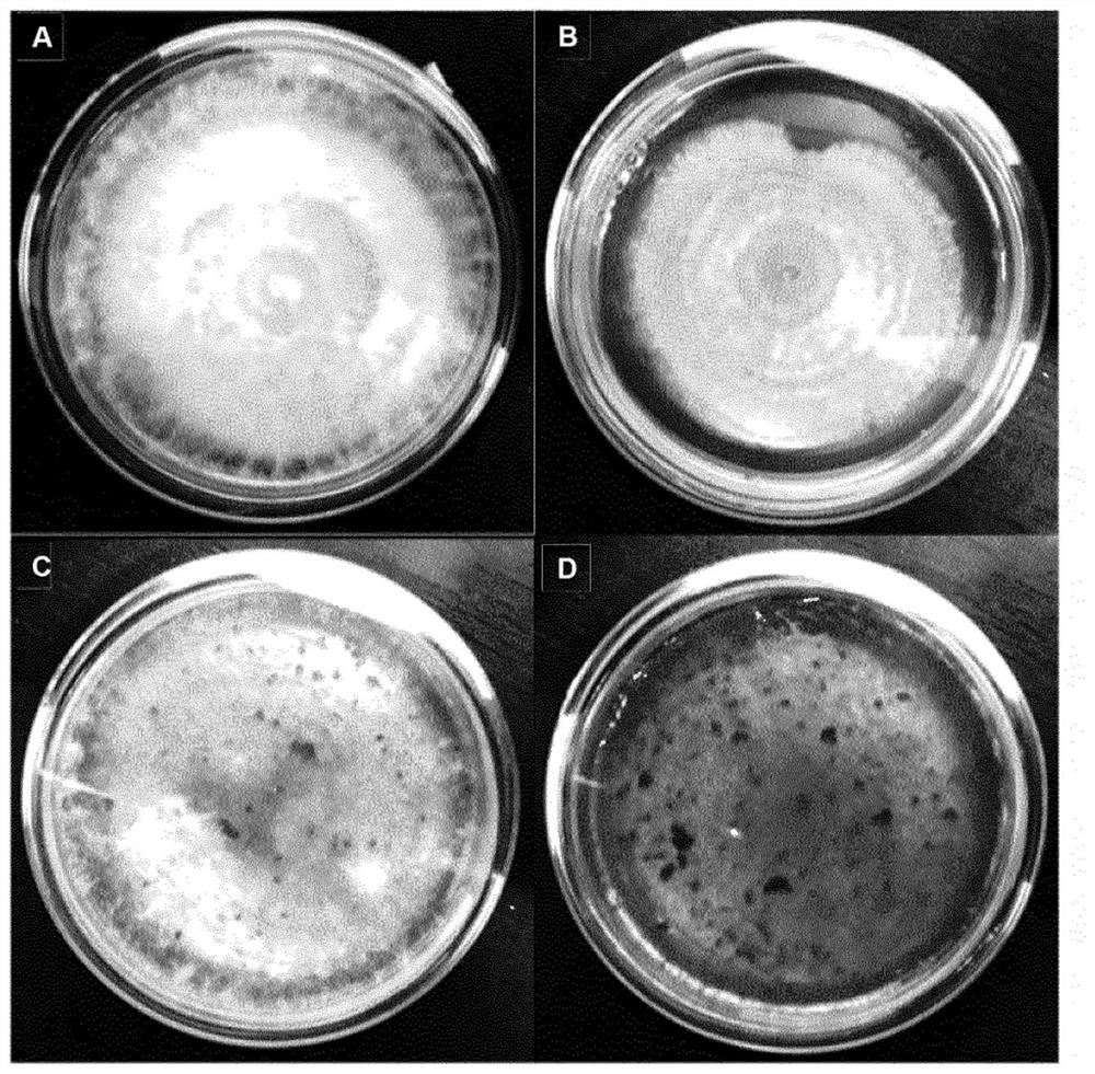 Biotechnological production of flavorings from pomaces of the currant, strawberry, raspberry and wine industry