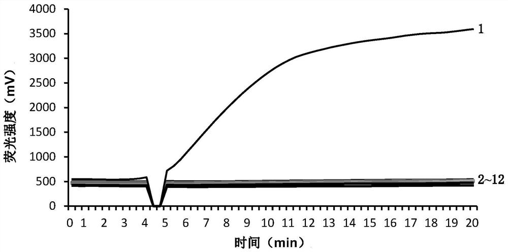 Real-time fluorescence RPA detection primer of ceratocystis fimbriata and application of real-time RPA detection primer