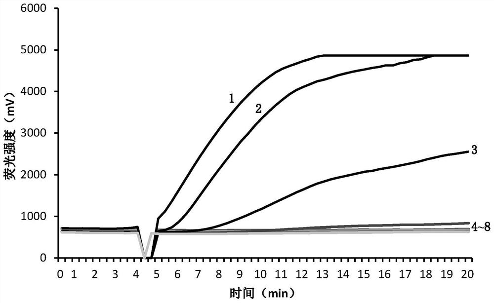 Real-time fluorescence RPA detection primer of ceratocystis fimbriata and application of real-time RPA detection primer