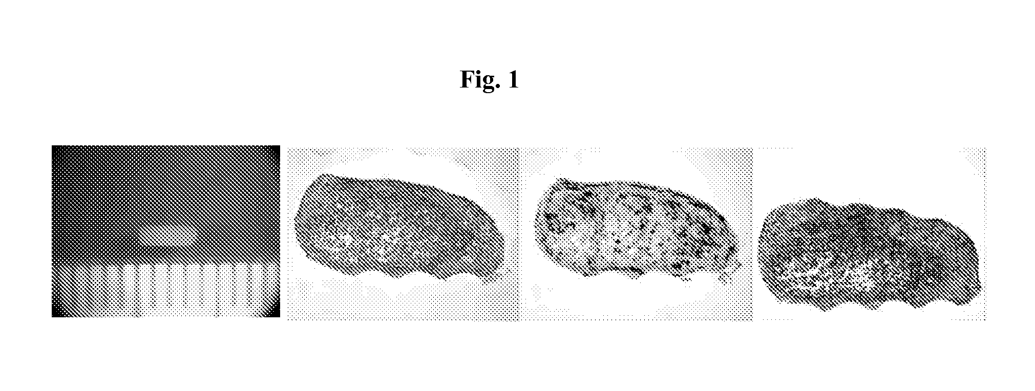 Platform for engineered implantable tissues and organs and methods of making the same