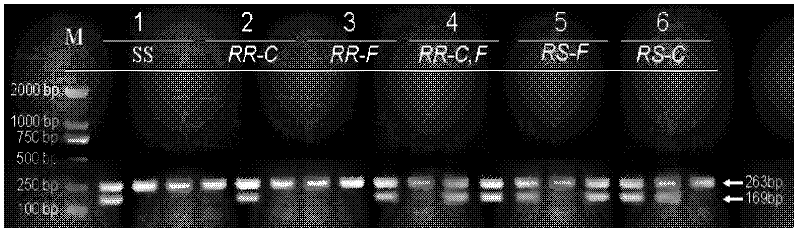 Anopheles sinensis drug resistance AS-PCR (Polymerase Chain Reaction) detection kit and special primers thereof