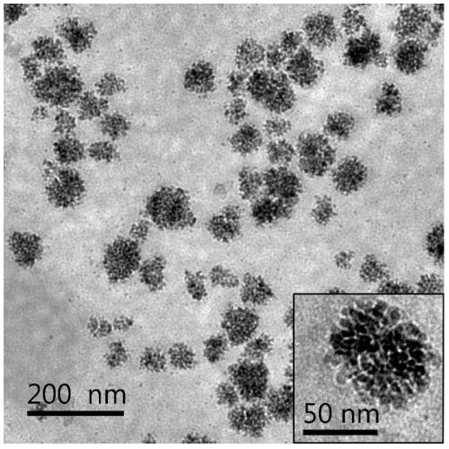 A water-soluble biocompatible fluorescent magnetic nanocluster and its preparation method