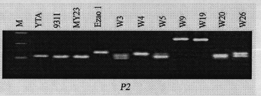Method for screening novel restoring gene for HL cytoplasm male sterile rice