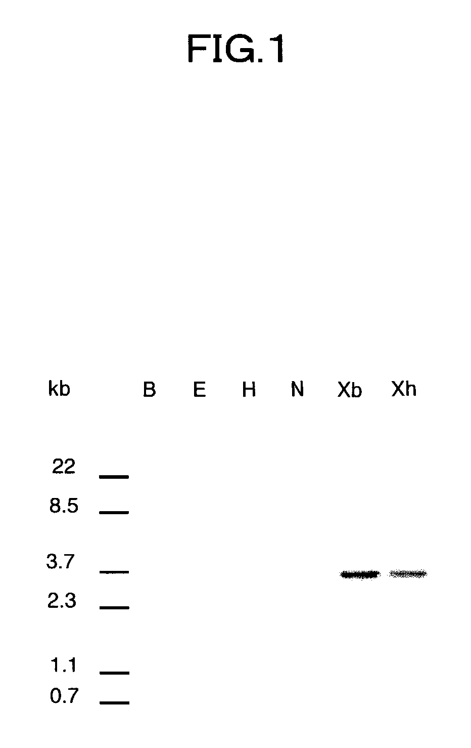 Flower-bud formation suppressor gene and early flowering plant