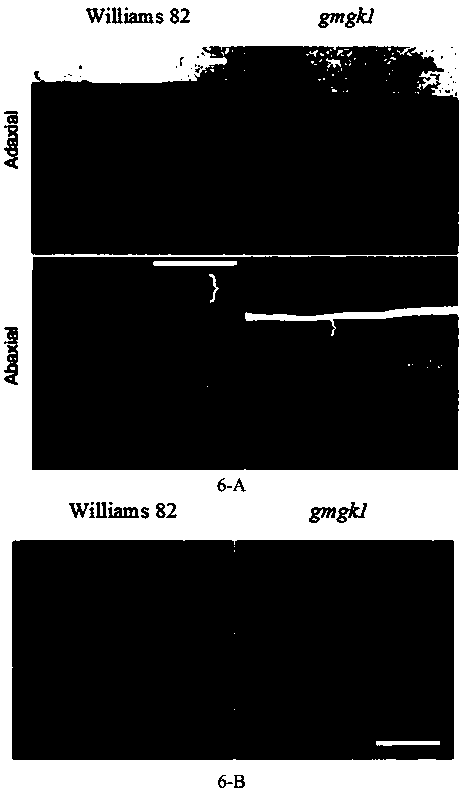 Application of glycine max cuticular wax synthetic gene or protein thereof