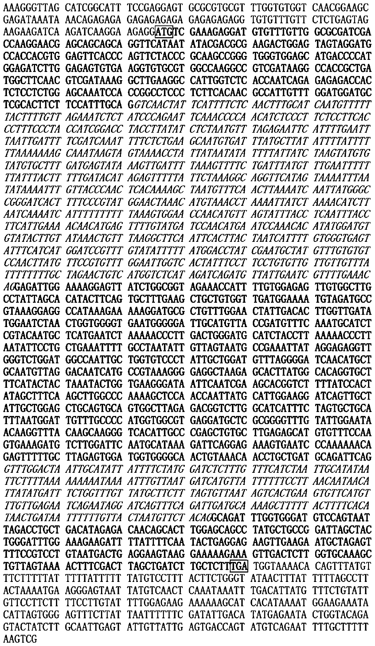 Application of glycine max cuticular wax synthetic gene or protein thereof