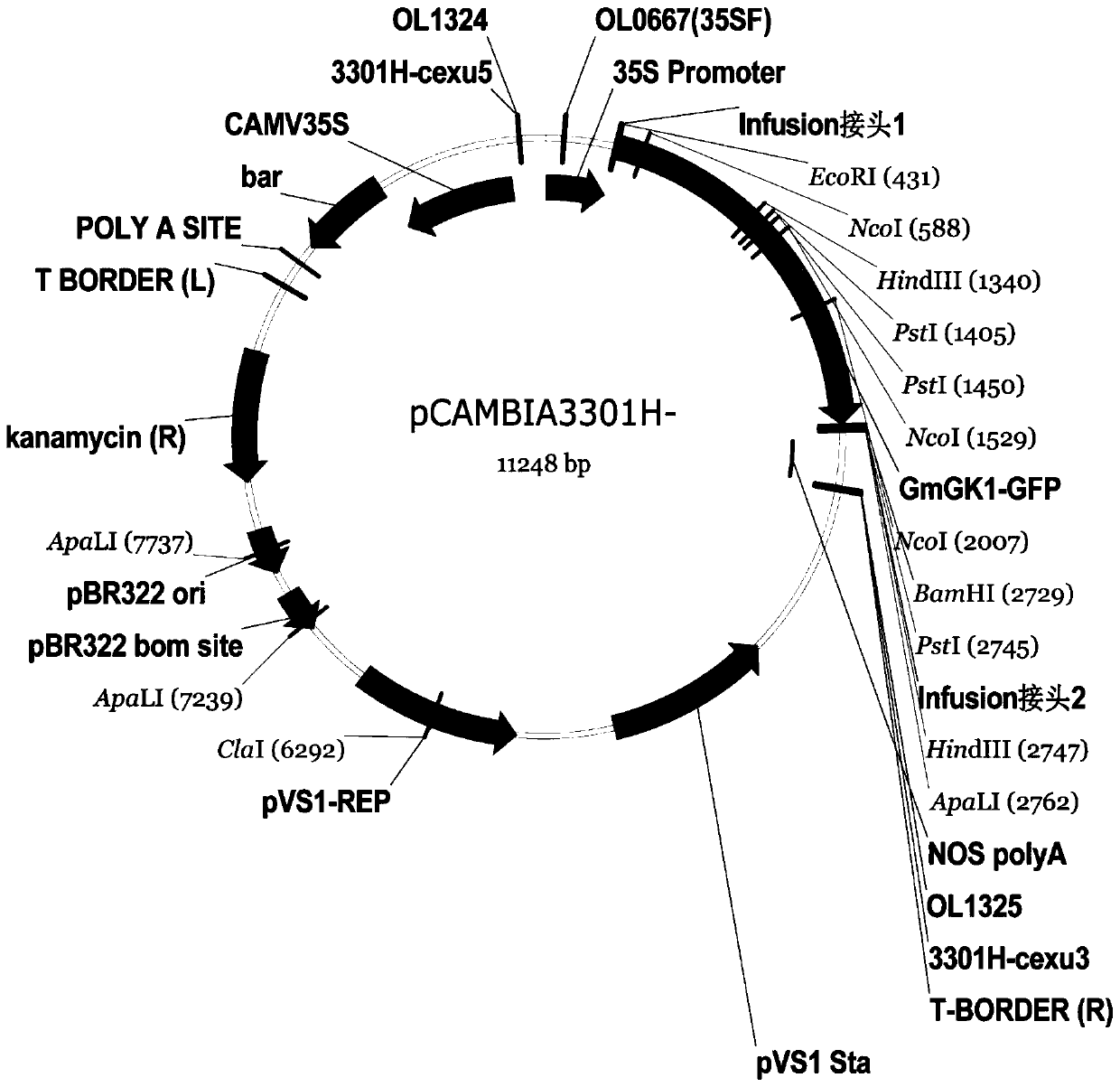 Application of glycine max cuticular wax synthetic gene or protein thereof