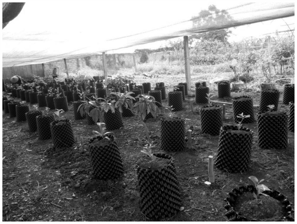 A kind of cultivation method of wood milk fruit potted plant