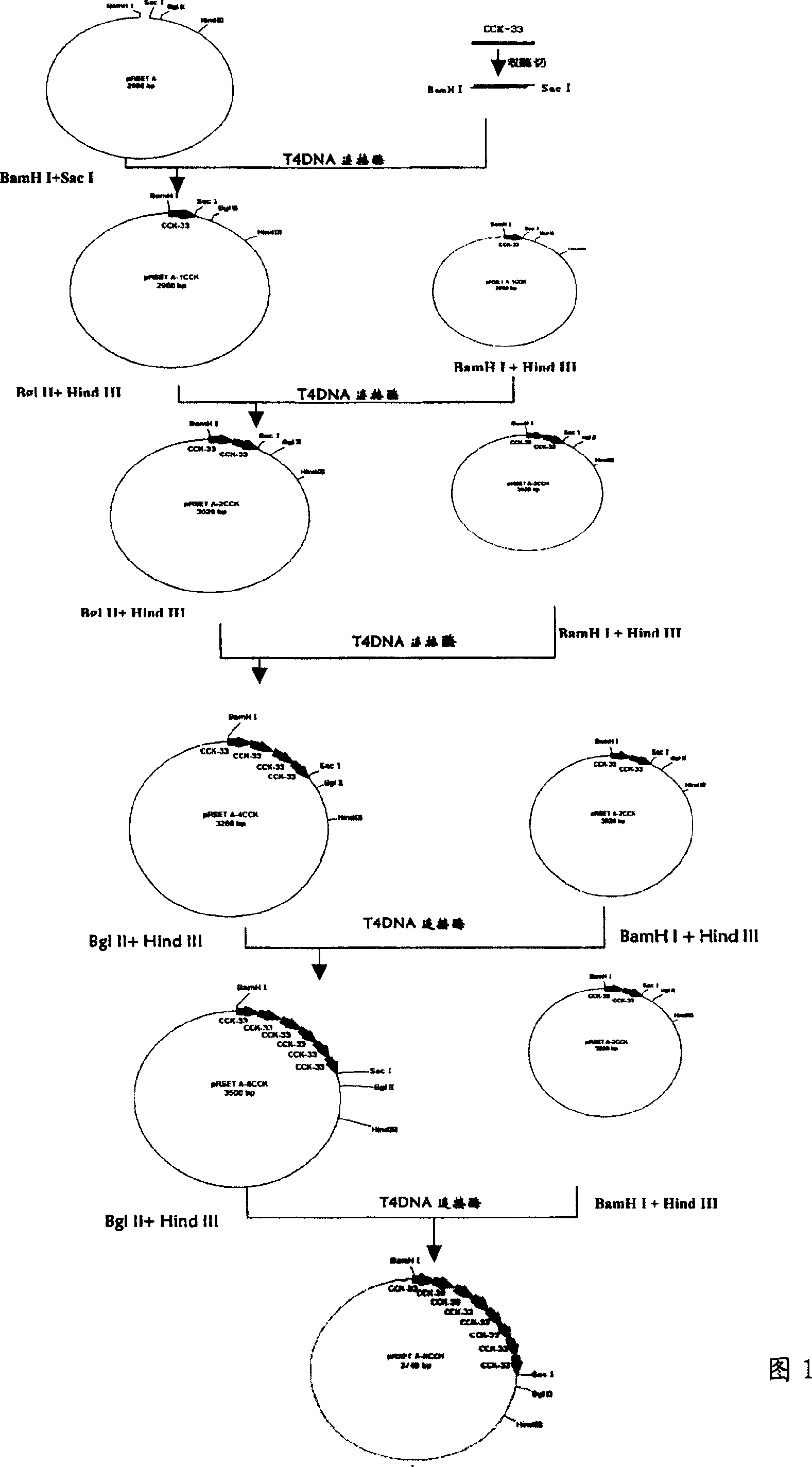 Cascade expression of active fragment of cholecystokinin and application thereof