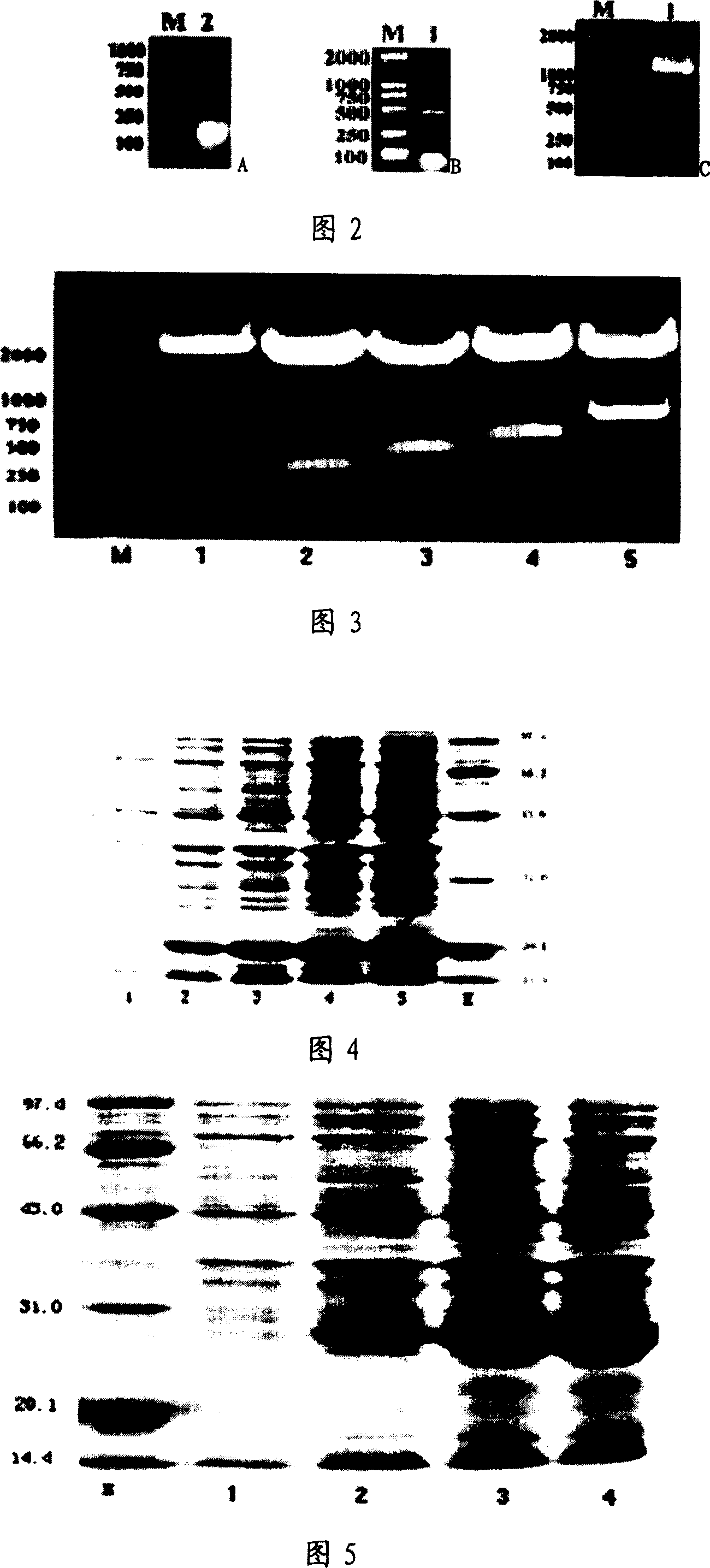 Cascade expression of active fragment of cholecystokinin and application thereof