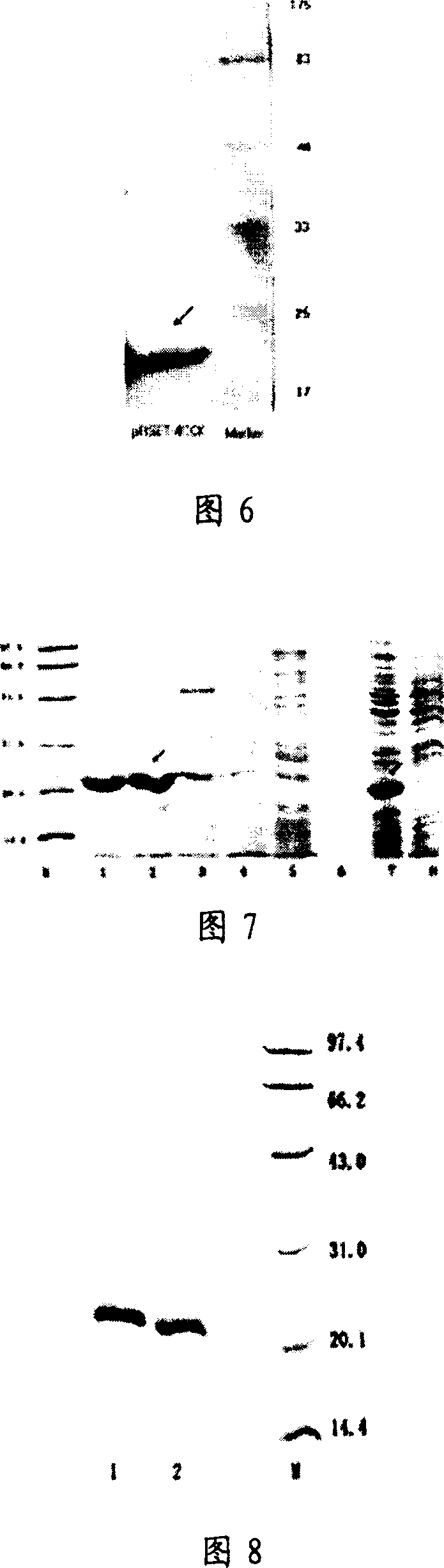 Cascade expression of active fragment of cholecystokinin and application thereof