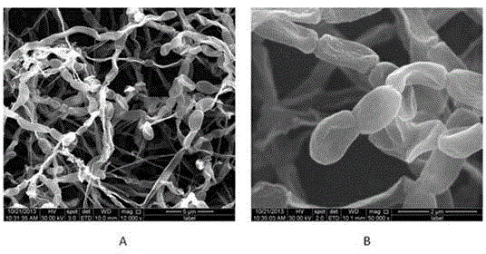 Nocardiopsis for producing ansamycin P-3 and 15-hydroxyl derivatives as well as preparation method and application of nocardiopsis