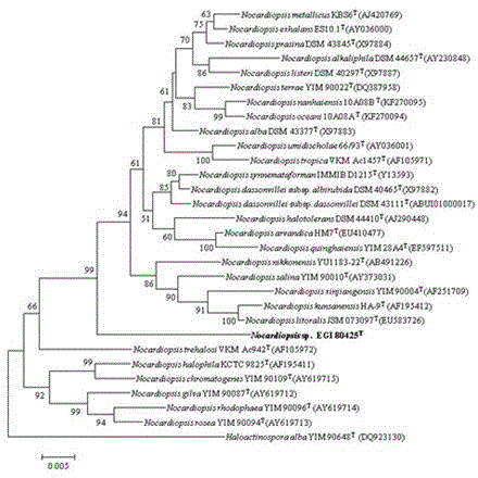 Nocardiopsis for producing ansamycin P-3 and 15-hydroxyl derivatives as well as preparation method and application of nocardiopsis