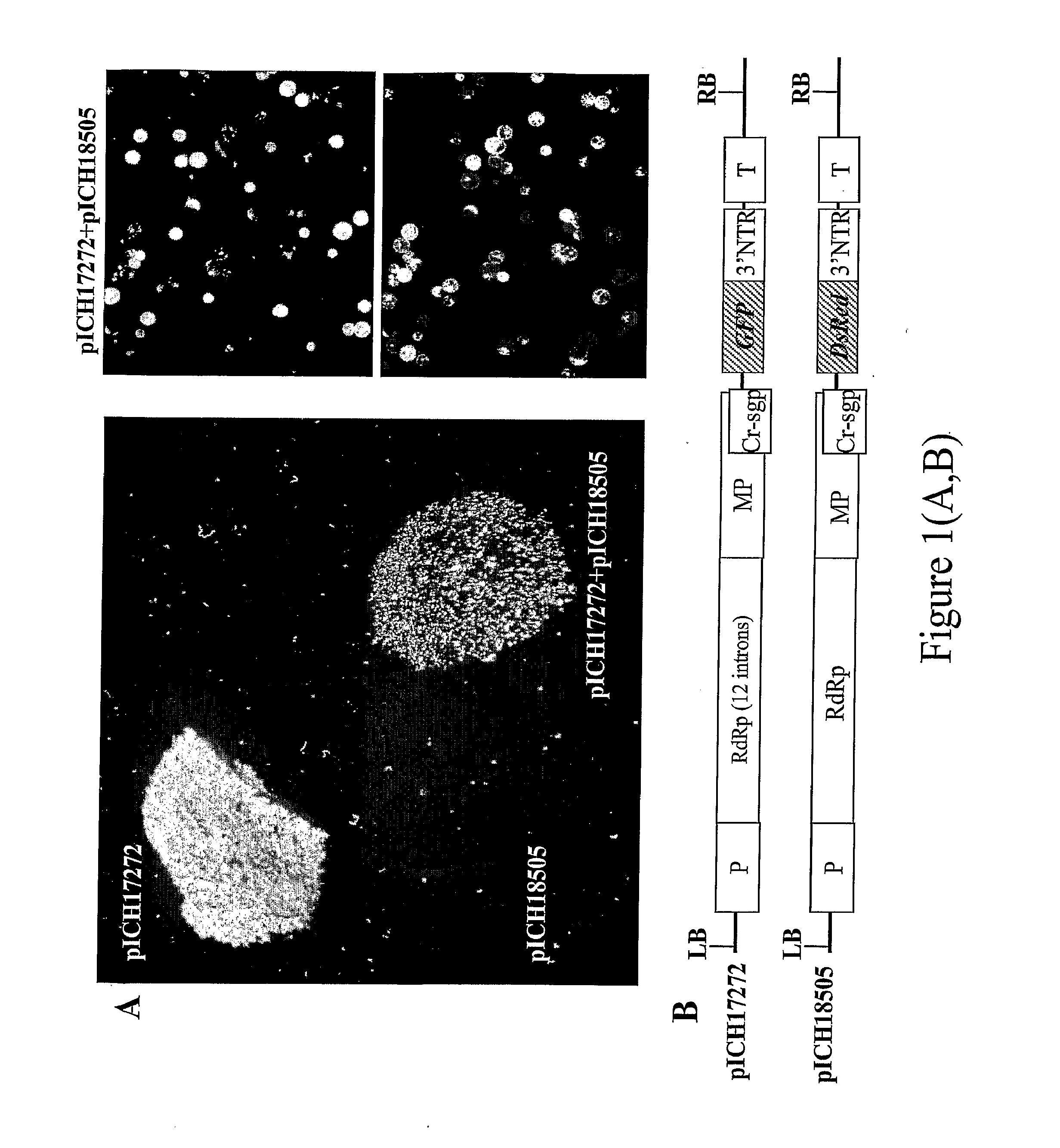 Productions of hetero-oligomeric proteins in plants