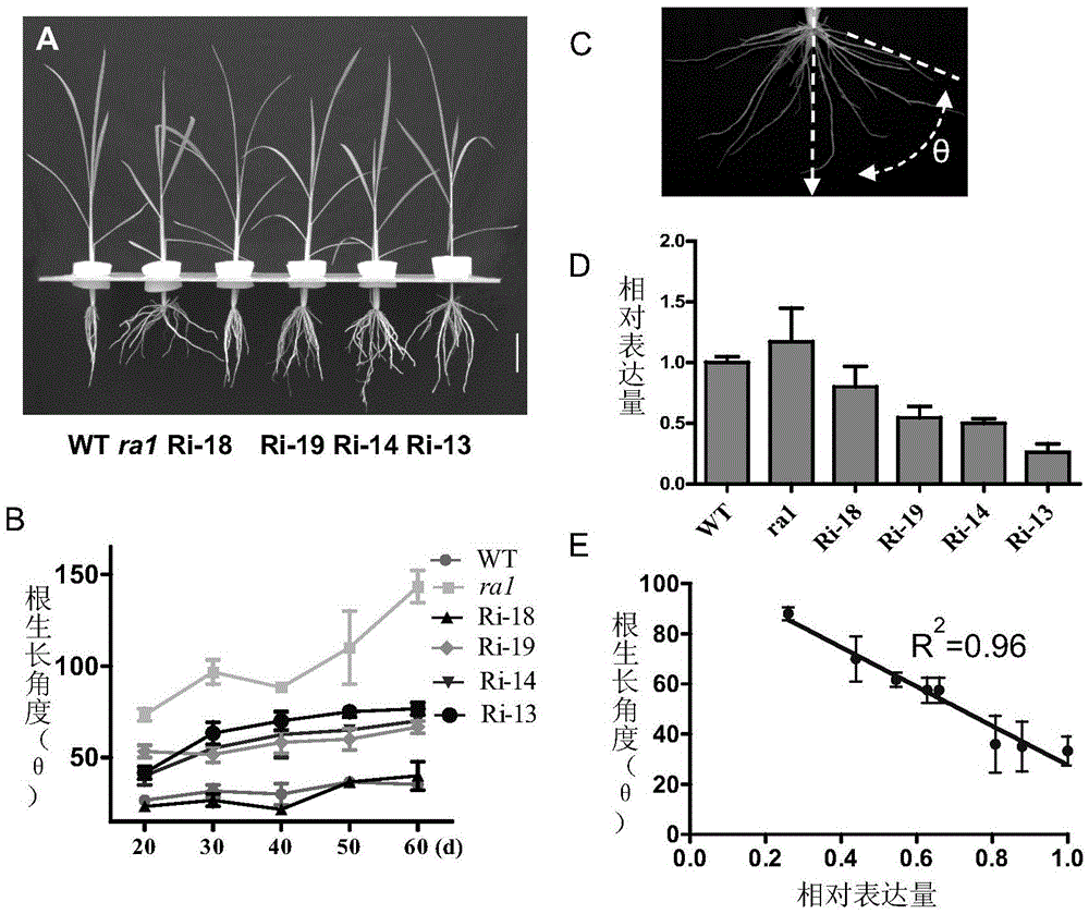 Application of OsRA1 (Oryza Sativa Root Agriculture 1) in improving root configuration and nutrient efficient breeding