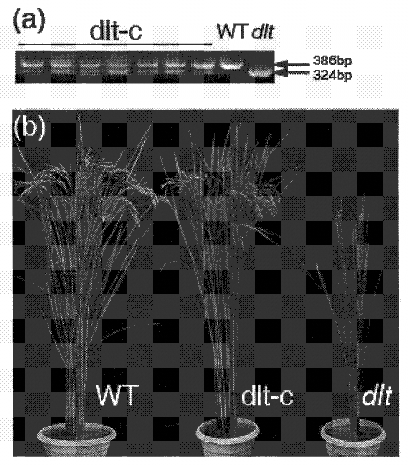 Protein related to plant tillering number and coding gene and application thereof