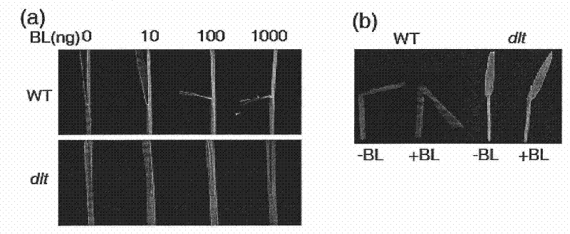 Protein related to plant tillering number and coding gene and application thereof