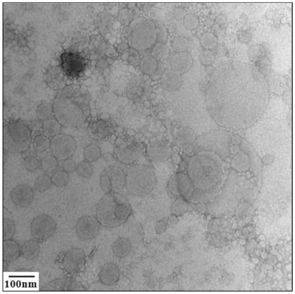 Cymbidium ssp. bud embryo composite microcrystalline capsule composition, preparation method thereof, and application of Cymbidium ssp. bud embryo composite microcrystalline capsule composition in promotion of cell detoxification, energy activation and aging resistance