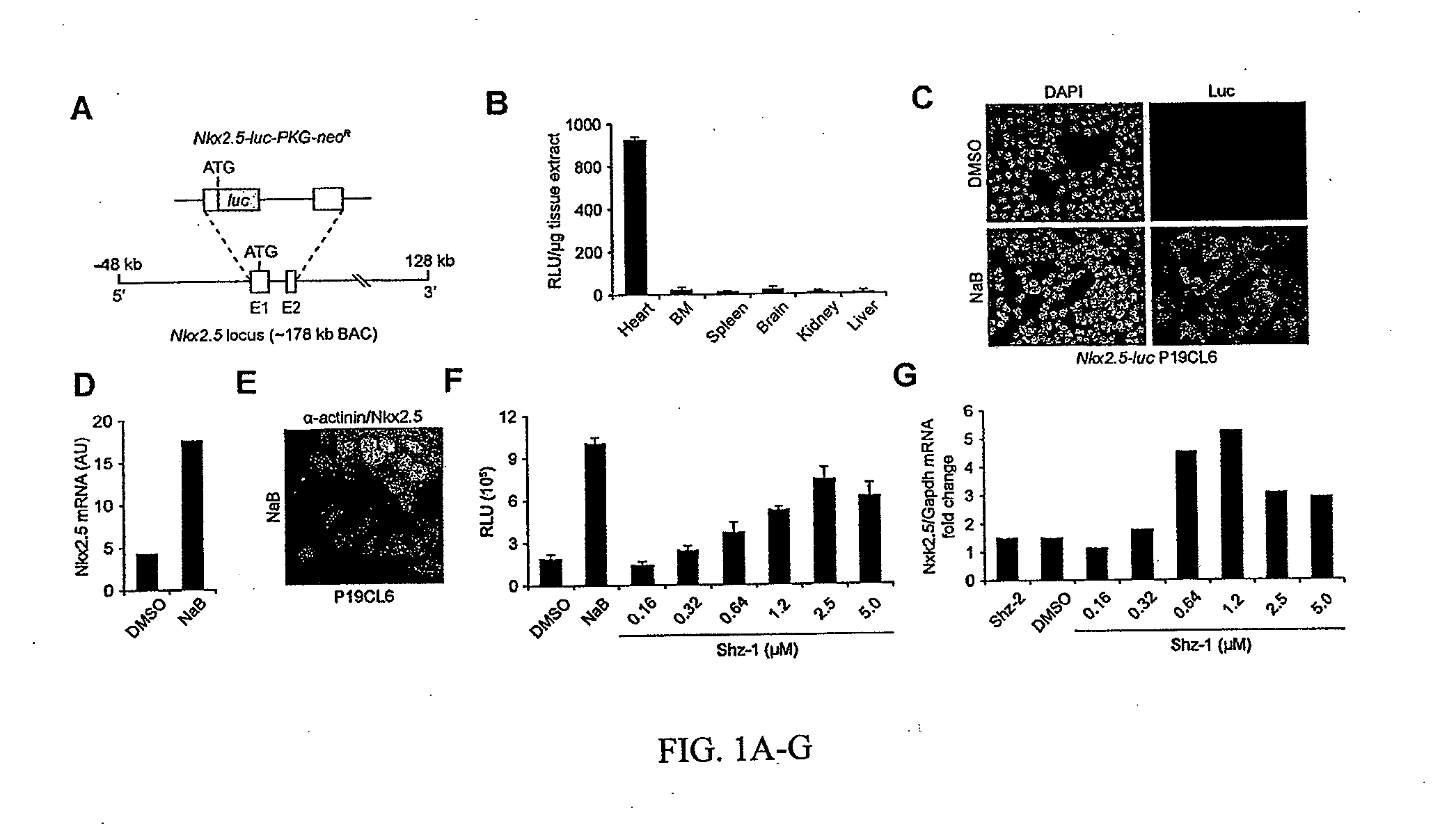 Stem cell differentiating agents and uses therefor