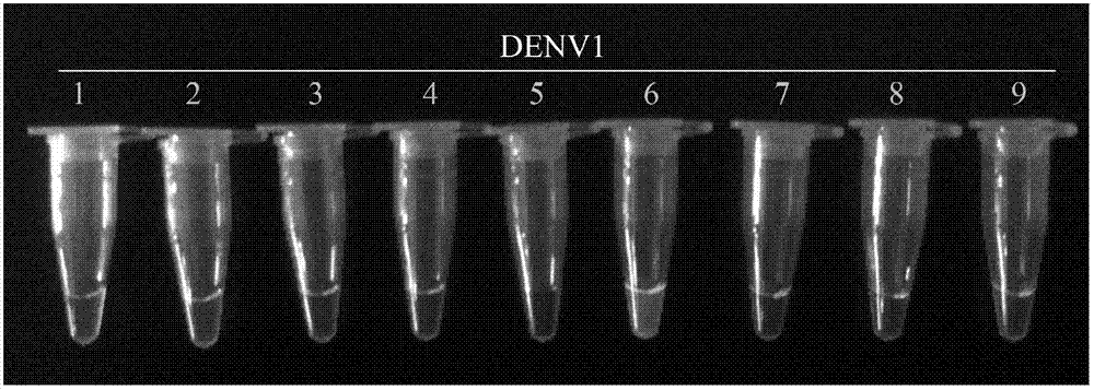 Primer group, kit and method for rapidly identifying 1 type dengue fever virus