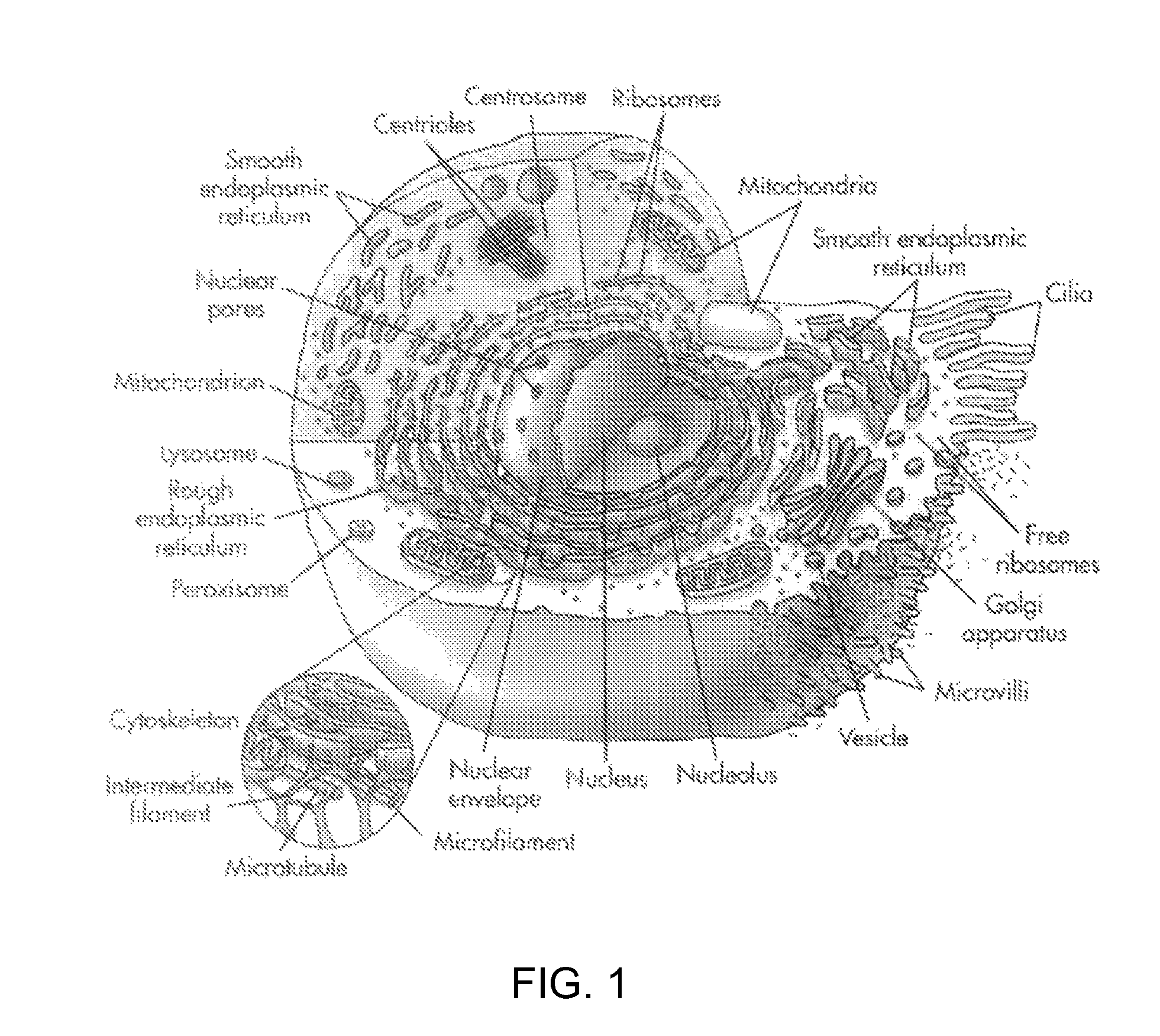 System and method to elicit apoptosis in malignant tumor cells for medical treatment