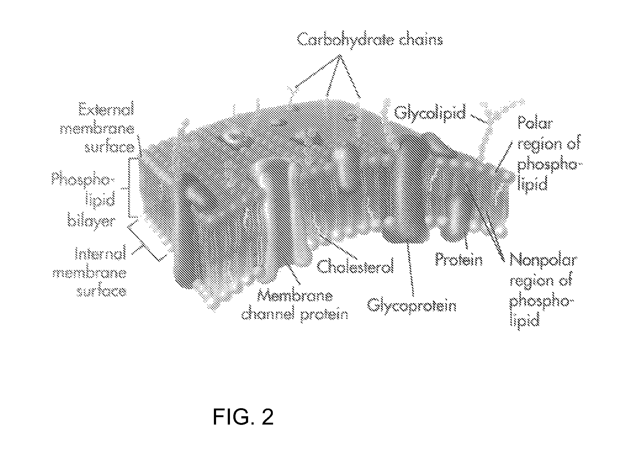 System and method to elicit apoptosis in malignant tumor cells for medical treatment