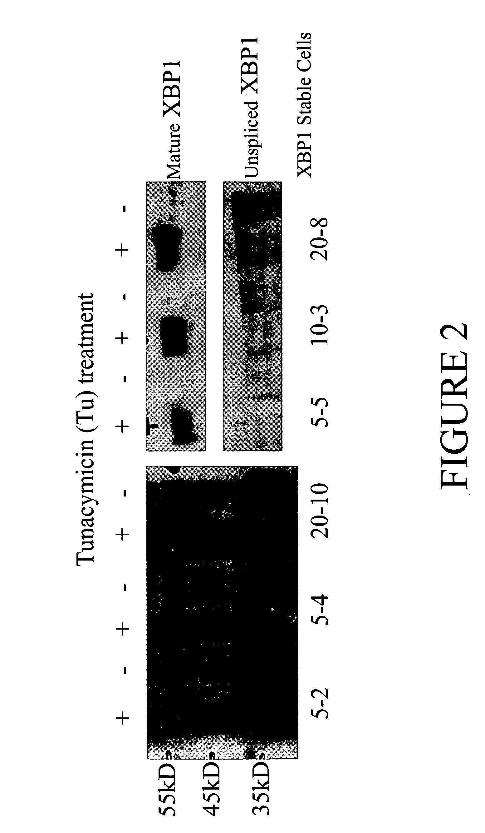 Systems and methods for protein production