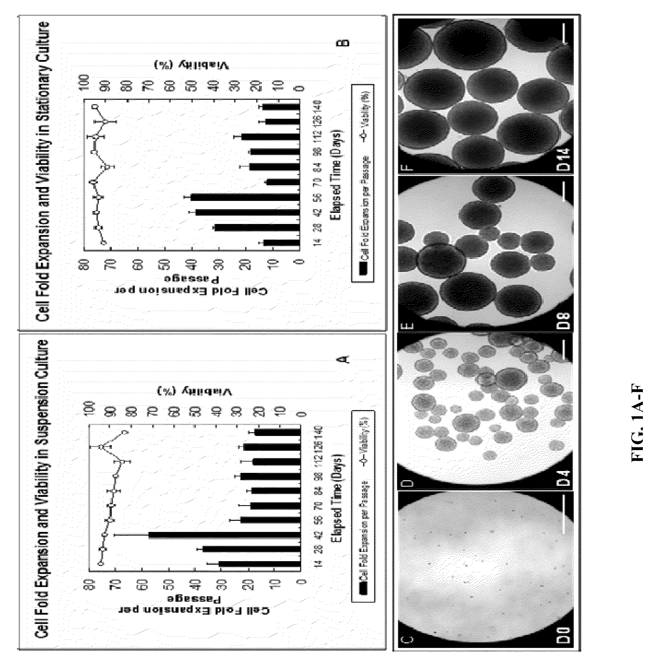 Methods and Compositions for Culturing of neural Precursor Cells