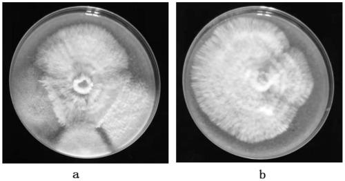 Sealing film used in microorganism culture experiment and manufacturing method thereof