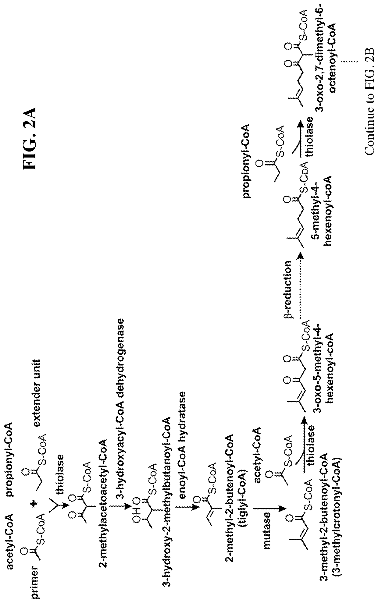 Synthesis of isoprenoids and derivatives