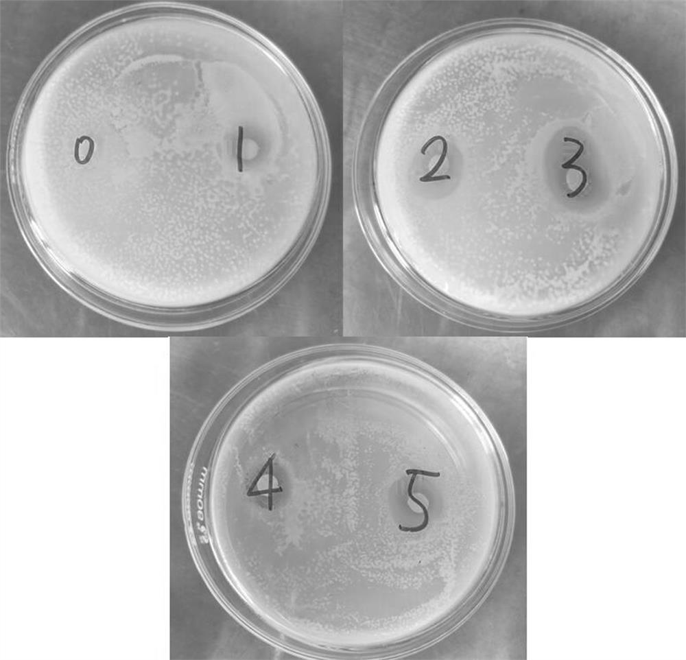 Tannic acid pyridine quaternary ammonium salt as well as preparation method and application thereof