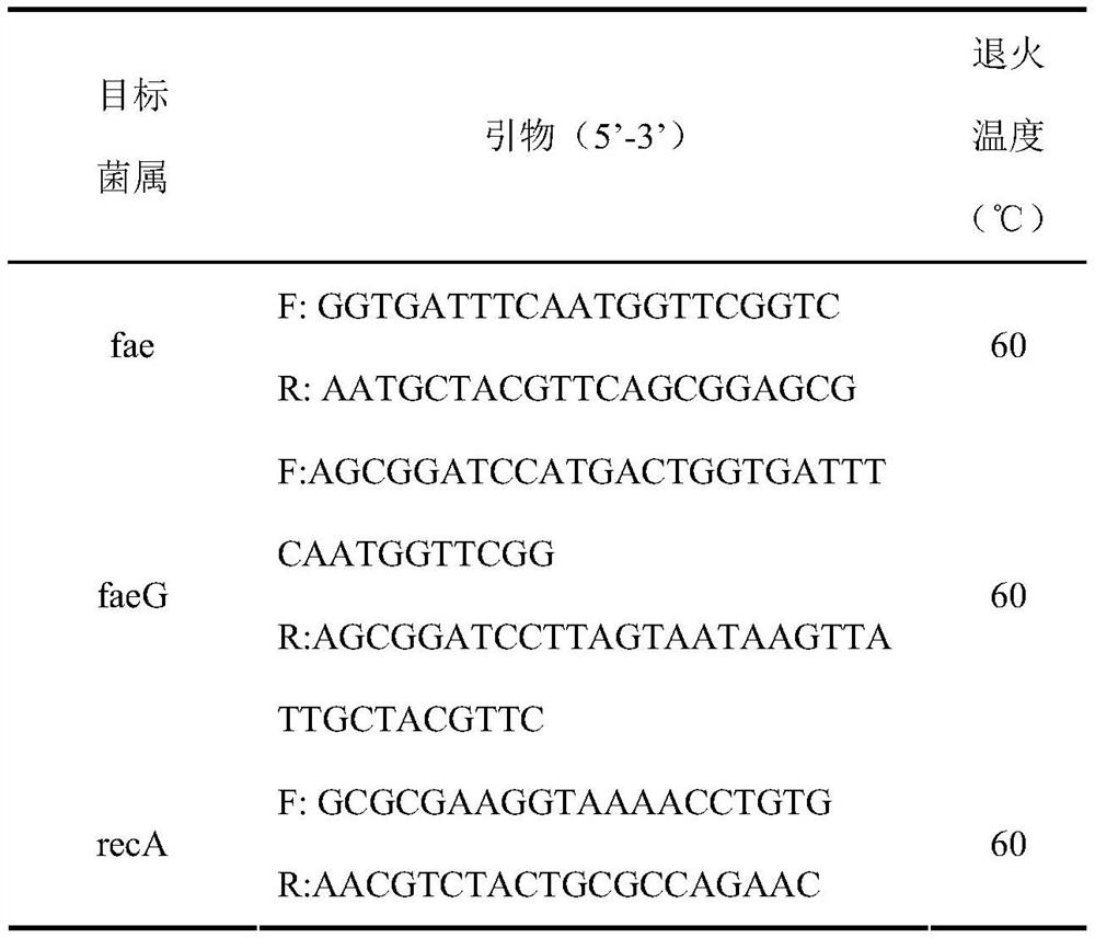 Traditional Chinese medicine composition and application for inhibiting fae and faeg gene expression of enterotoxigenic Escherichia coli k88 pili