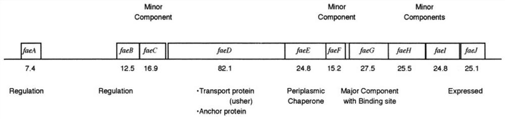 Traditional Chinese medicine composition and application for inhibiting fae and faeg gene expression of enterotoxigenic Escherichia coli k88 pili