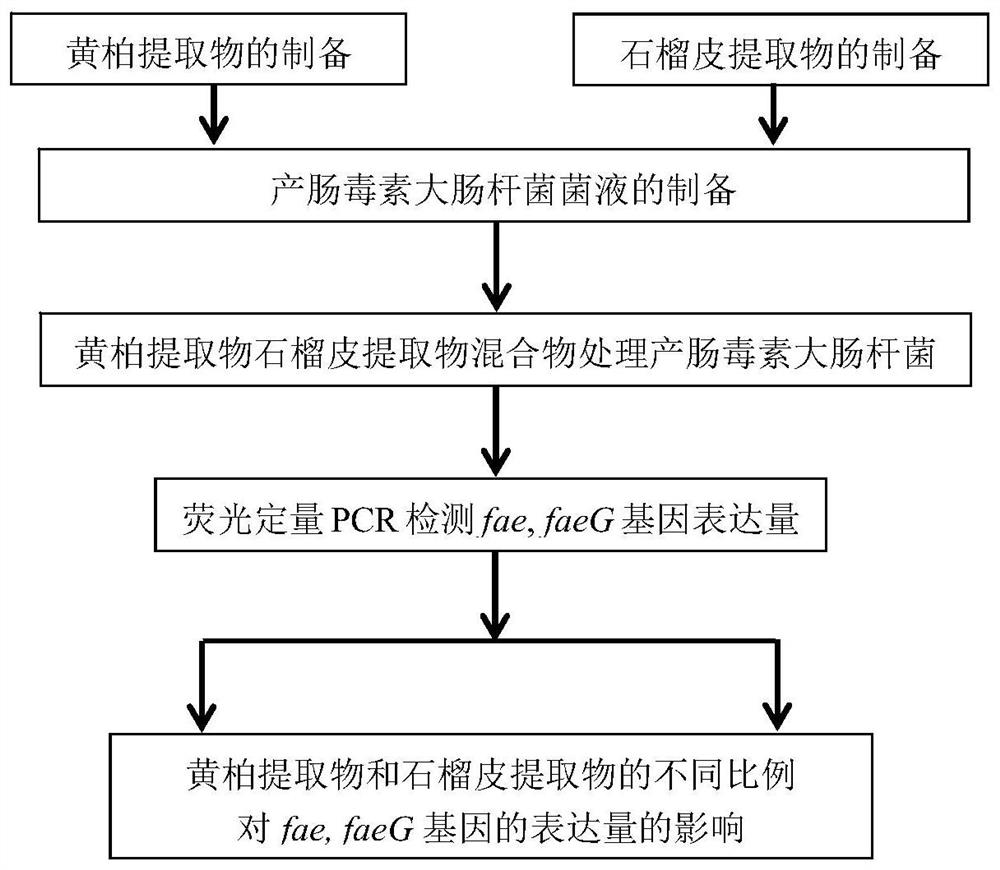 Traditional Chinese medicine composition and application for inhibiting fae and faeg gene expression of enterotoxigenic Escherichia coli k88 pili