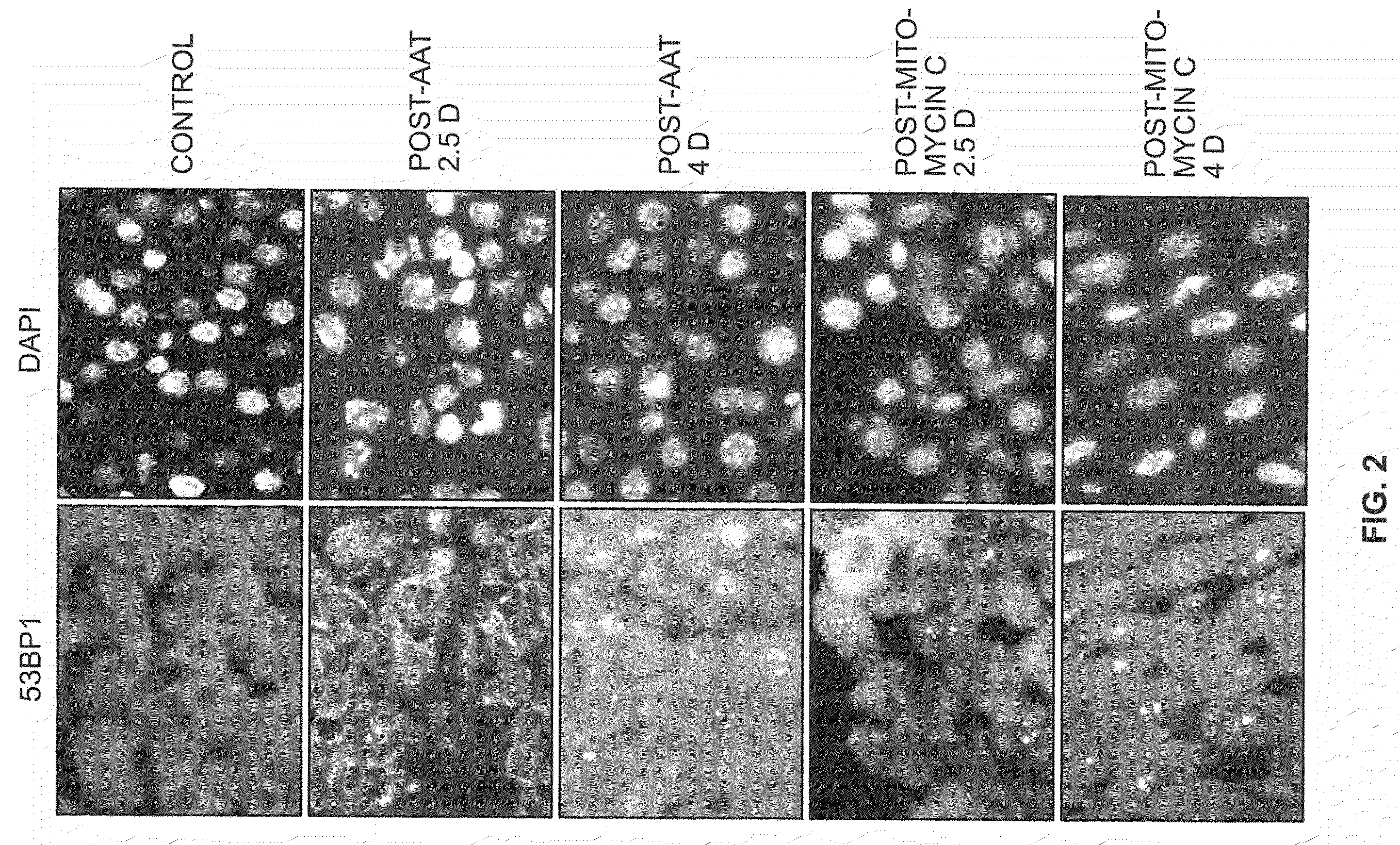 Methods for determining aged based accumulation of senescent cells using senescence specific DNA damage markers