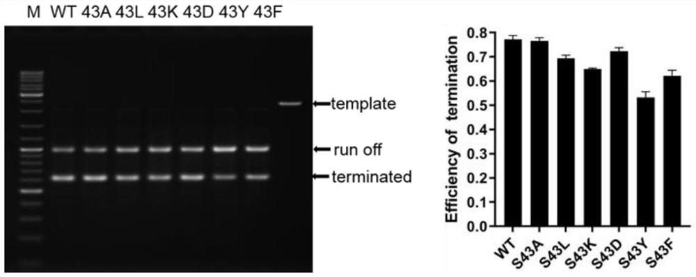 T7-RNA polymerase mutant and application thereof