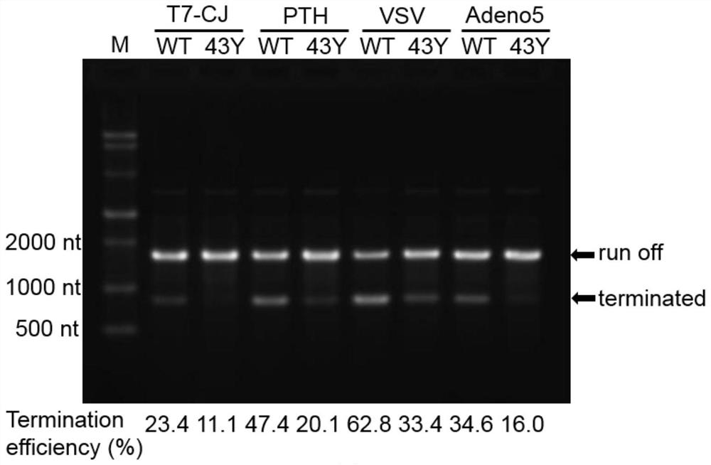 T7-RNA polymerase mutant and application thereof