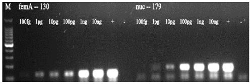 Primer set, kit and detection method for multiplex PCR detection of Staphylococcus aureus and Salmonella in food