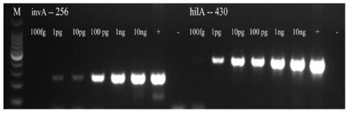 Primer set, kit and detection method for multiplex PCR detection of Staphylococcus aureus and Salmonella in food