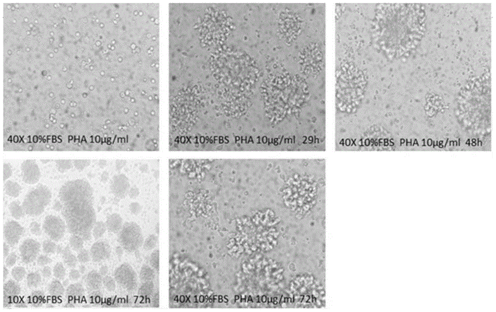 Immune toxicity evaluation method for new medicine development