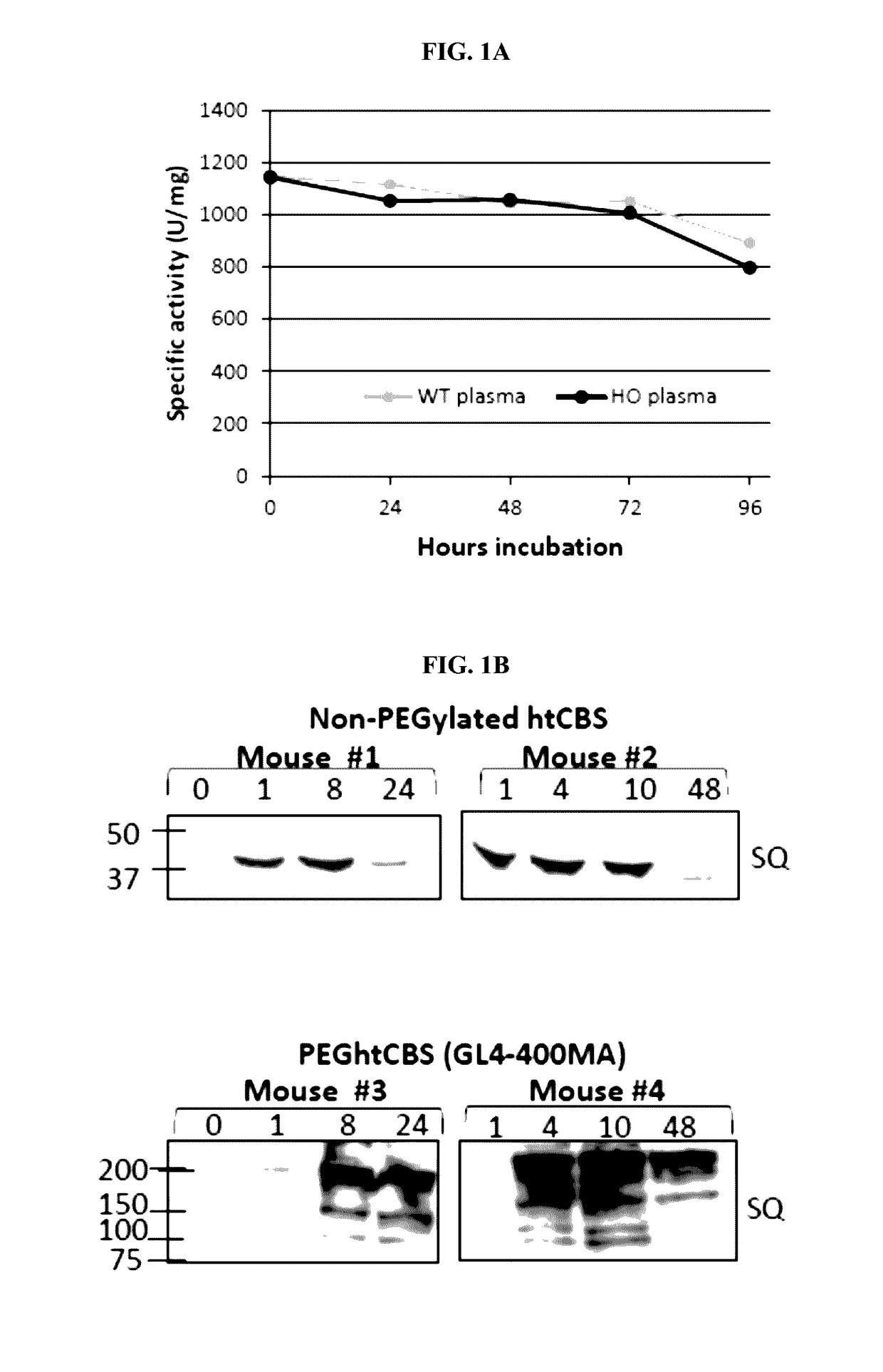 Compositions and methods for treatment of homocystinuria