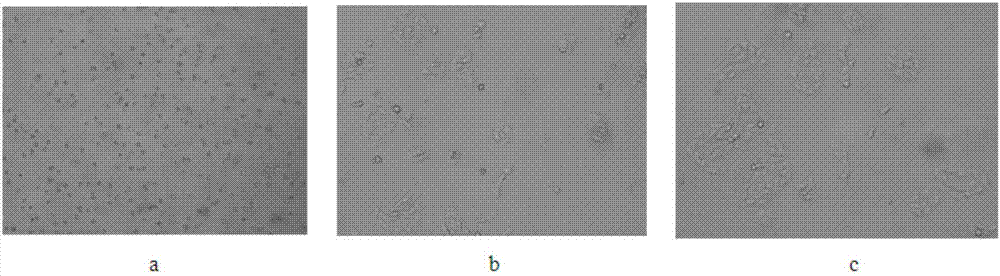 Traditional Chinese medicine compound having function of restraining lung carcinoma cell proliferation and application thereof