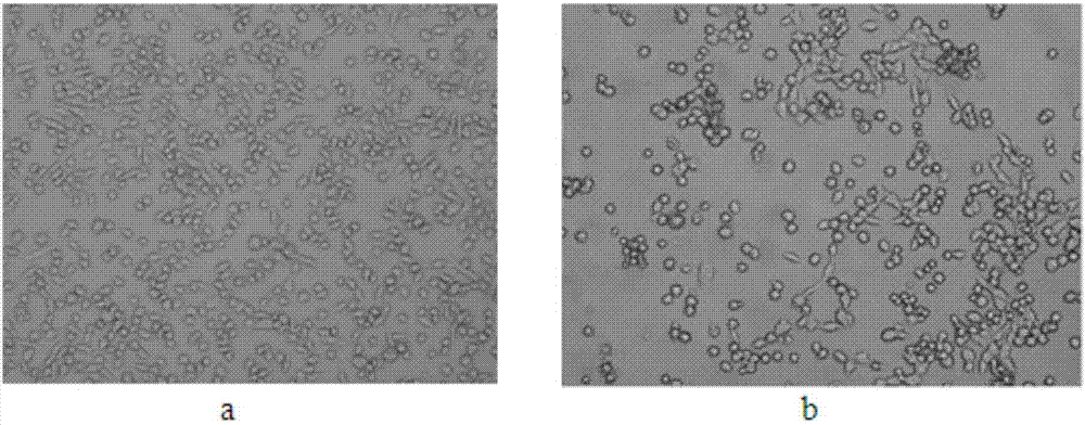 Traditional Chinese medicine compound having function of restraining lung carcinoma cell proliferation and application thereof