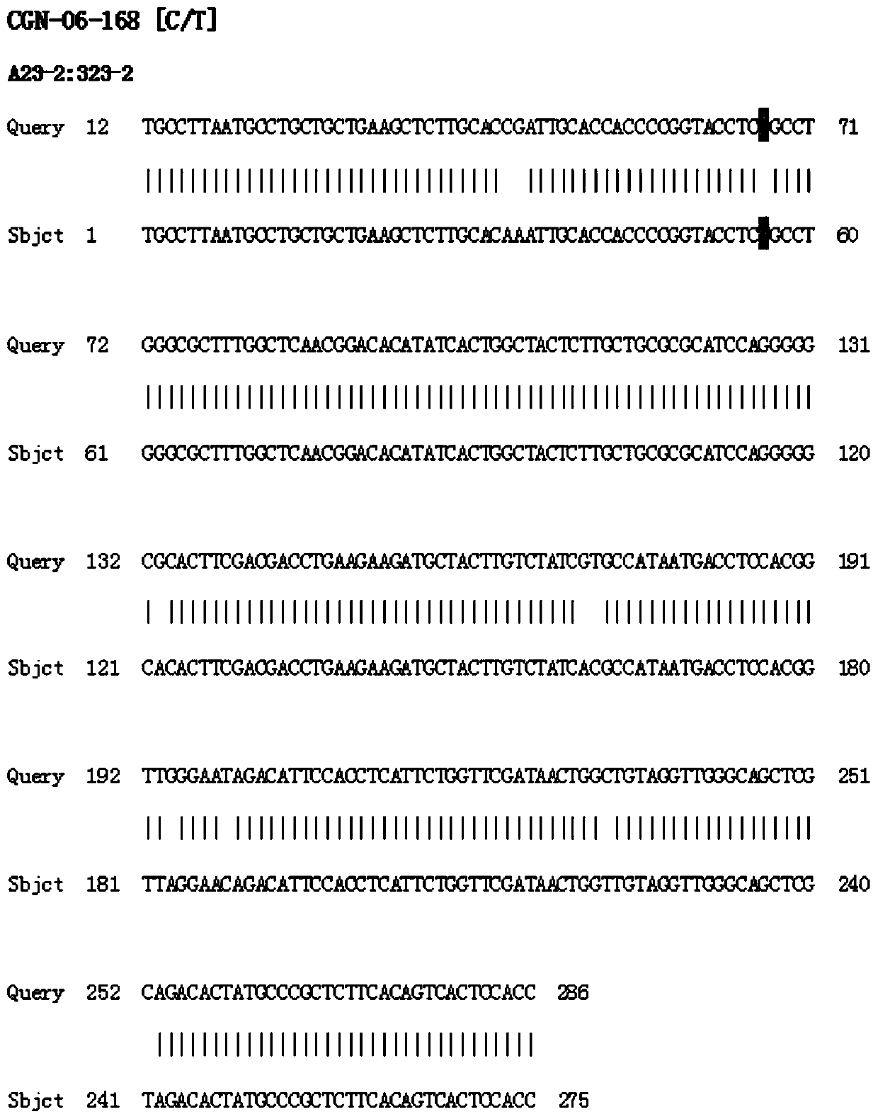 Molecular markers related to grain number traits of millet and its detection primers and applications