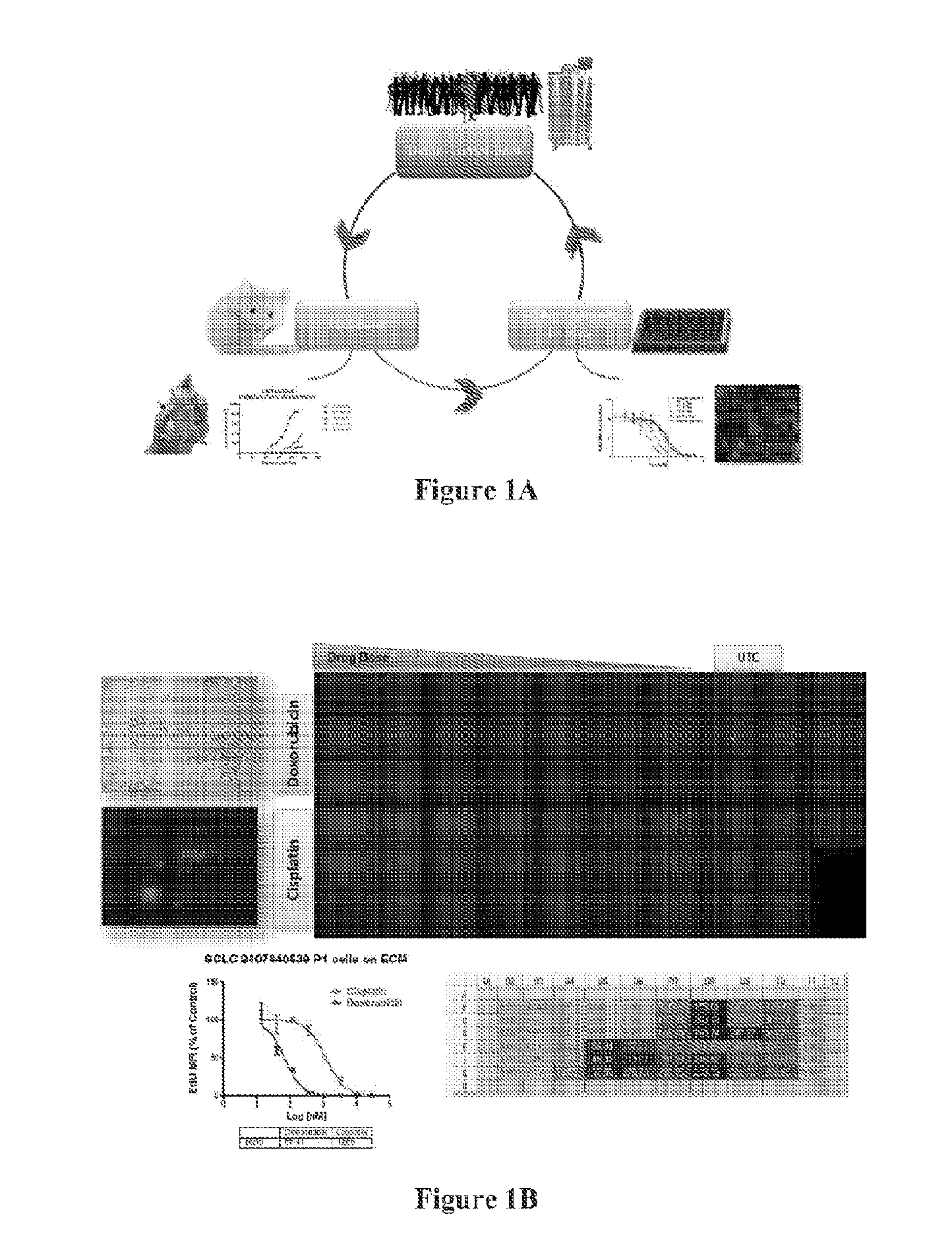 3D cell culture and ex vivo drug testing methods