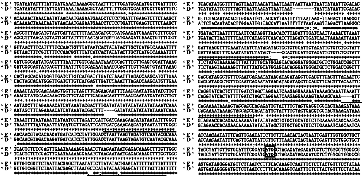 Method for identifying germplasm resource of easy-to-flower type Litchi chinensis Sonn.