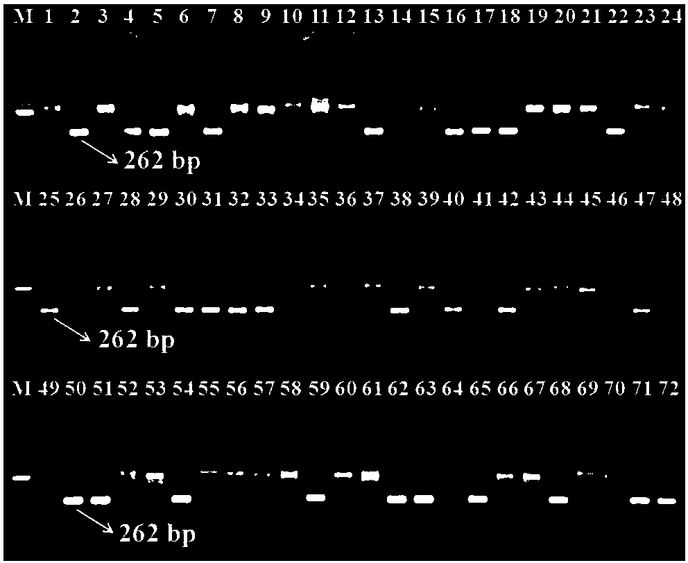 Method for identifying germplasm resource of easy-to-flower type Litchi chinensis Sonn.