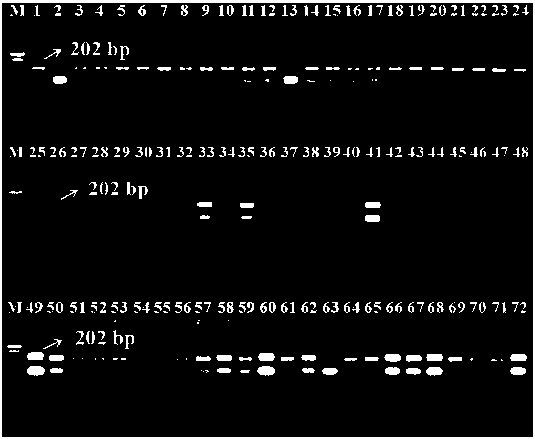 Method for identifying germplasm resource of easy-to-flower type Litchi chinensis Sonn.