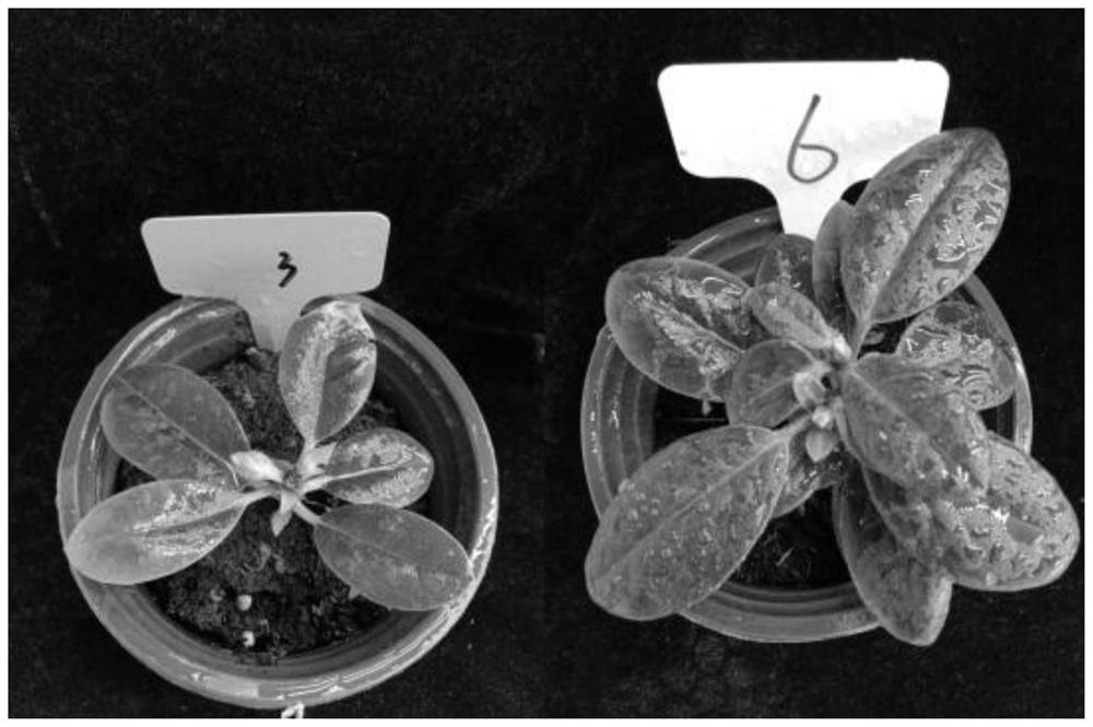 A kind of biological bacterial fertilizer and method for promoting the growth of rhododendron alpine tissue culture seedlings